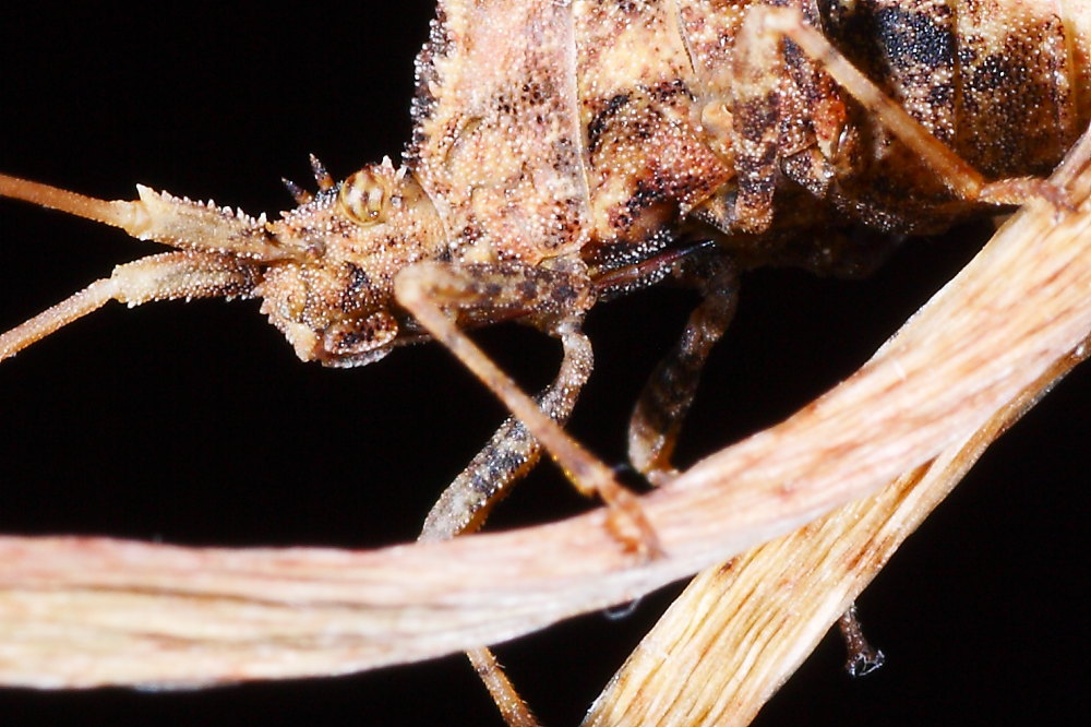 Coreidae: Centrocoris variegatus delle Marche (AN)