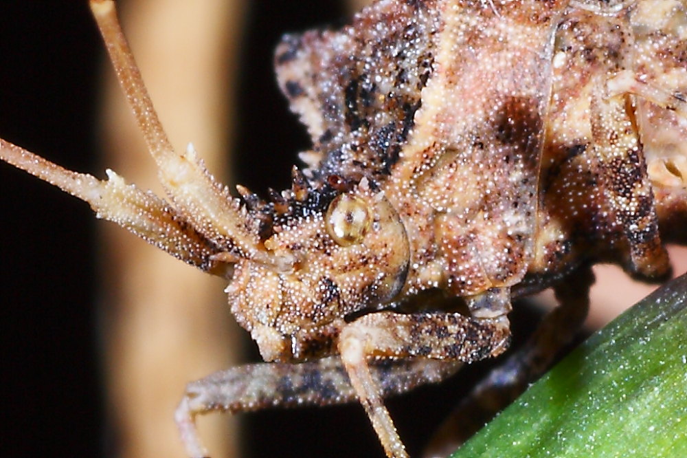 Coreidae: Centrocoris variegatus delle Marche (AN)