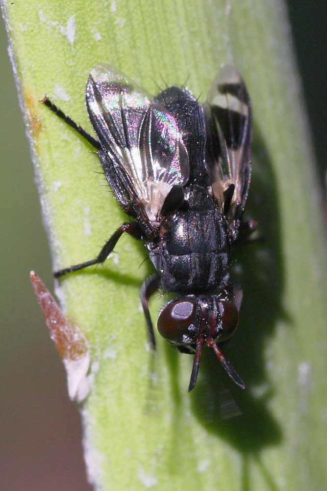 Euthera cf fascipennis