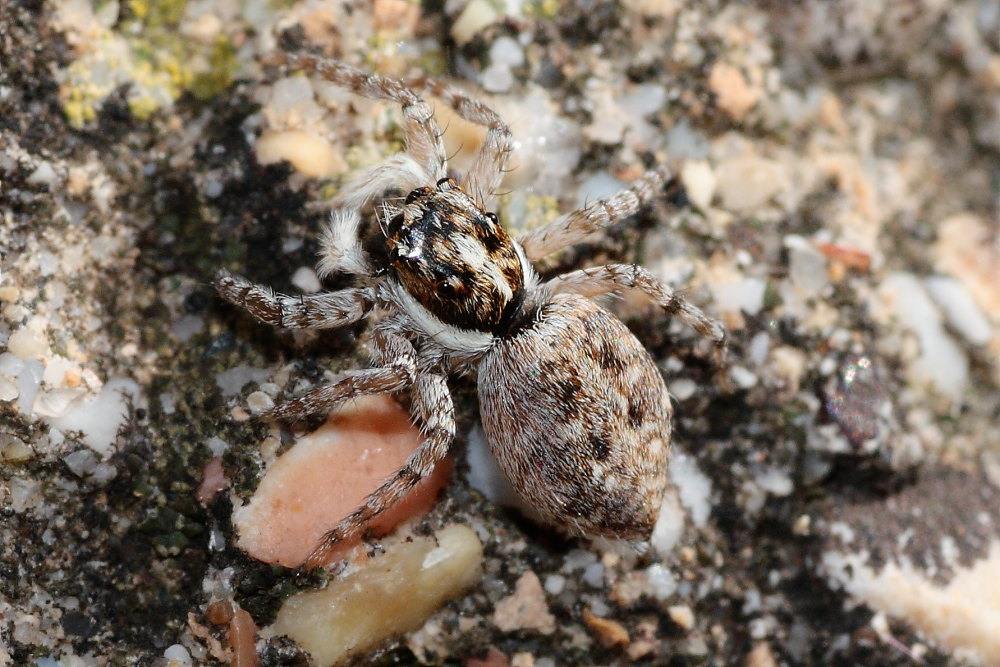 Menemerus semilimbatus
