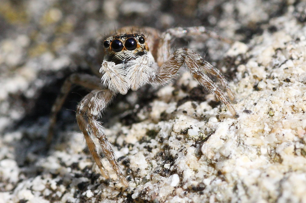 Menemerus semilimbatus