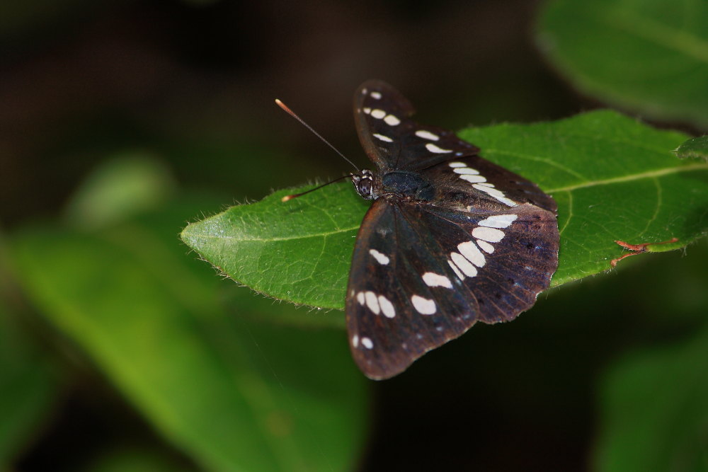 Charaxes: arrivederci al prossimo anno