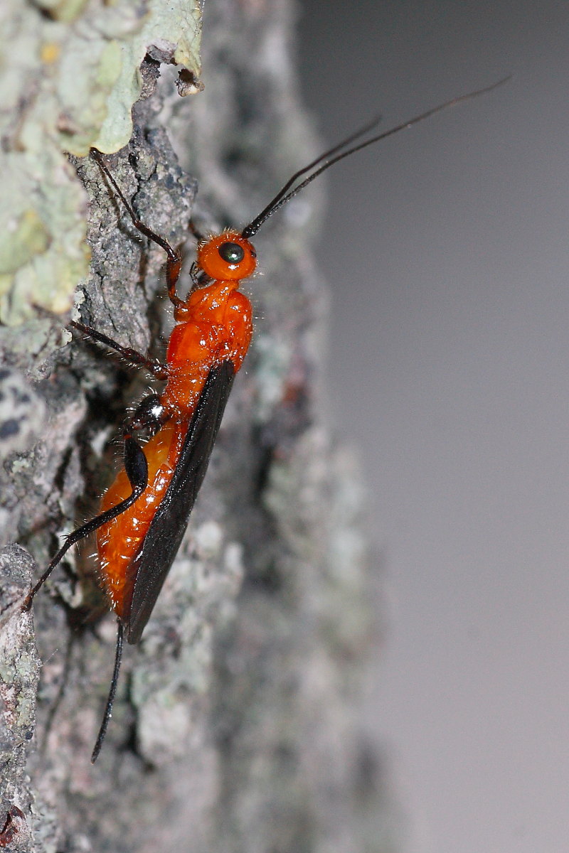 Braconidae (femmina) rosso con ali nere