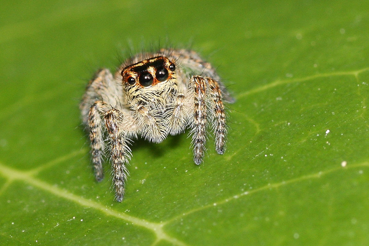 Carrhotus xanthogramma