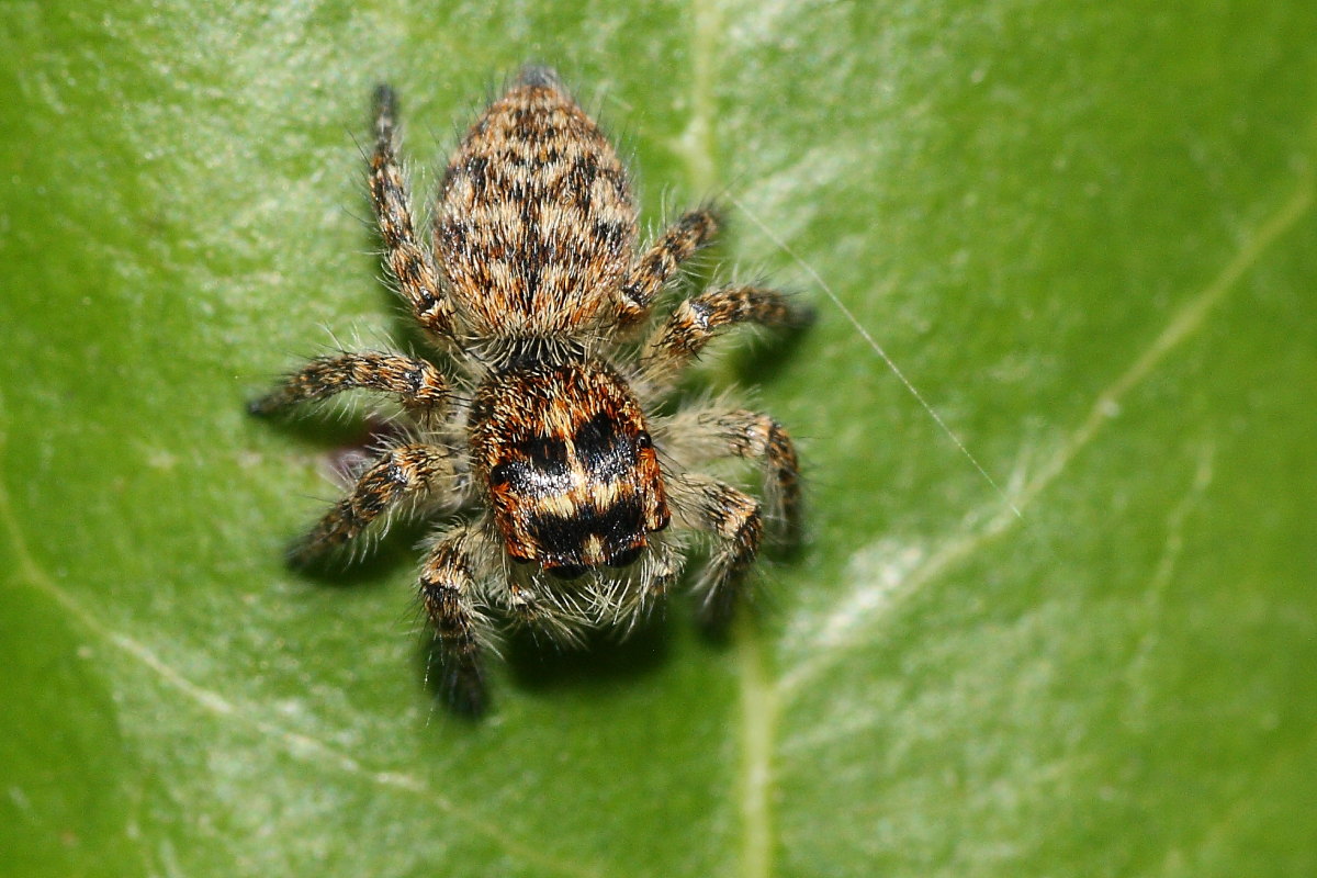 Carrhotus xanthogramma
