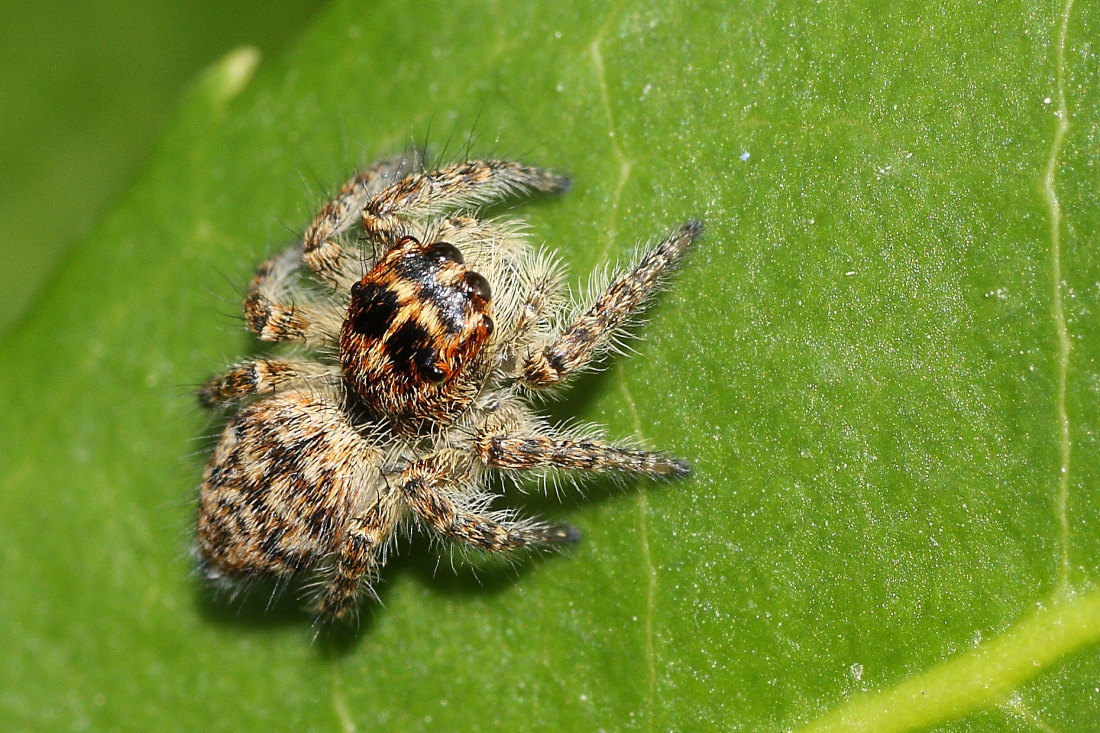 Carrhotus xanthogramma