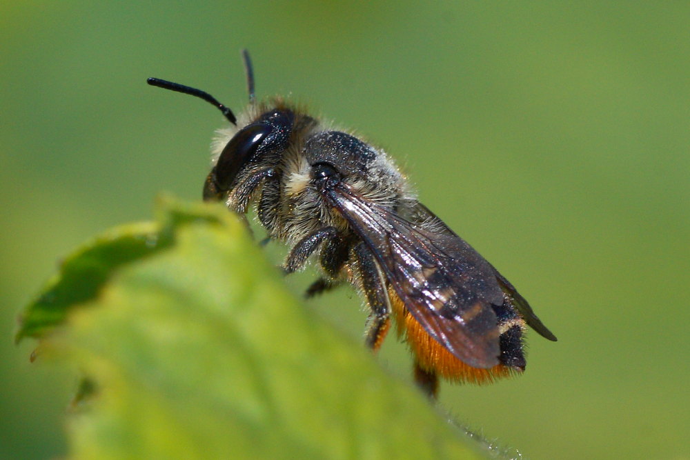 Megachile sp.