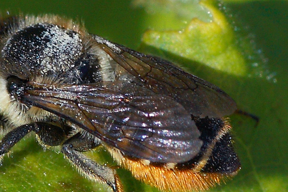 Megachile sp.