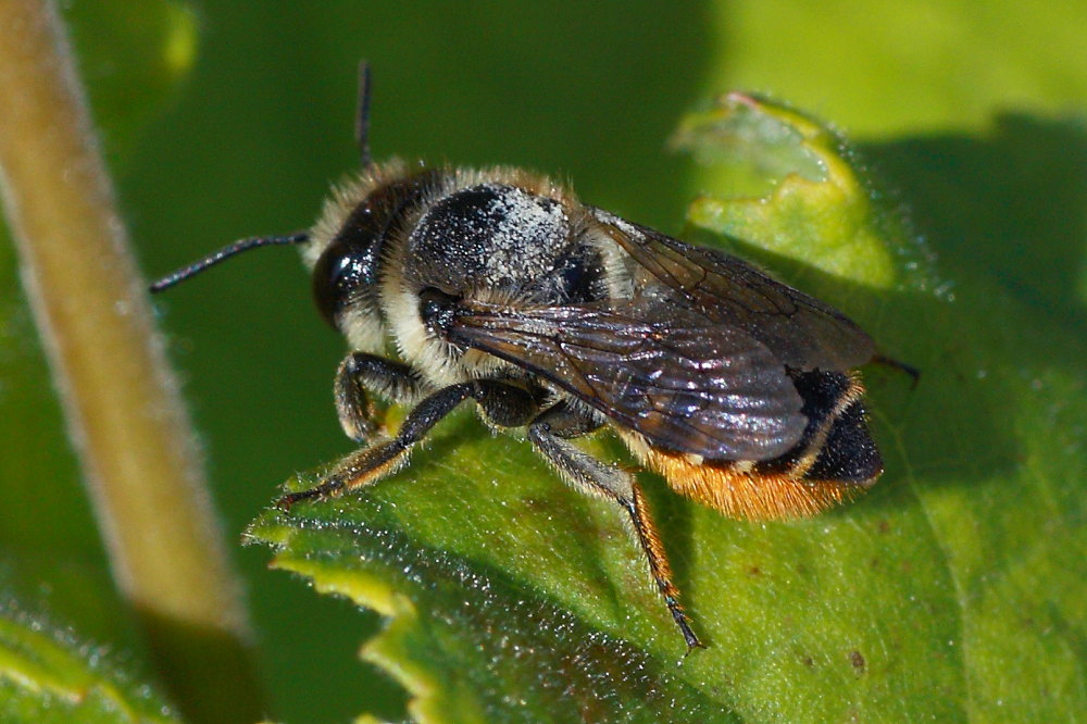 Megachile sp.