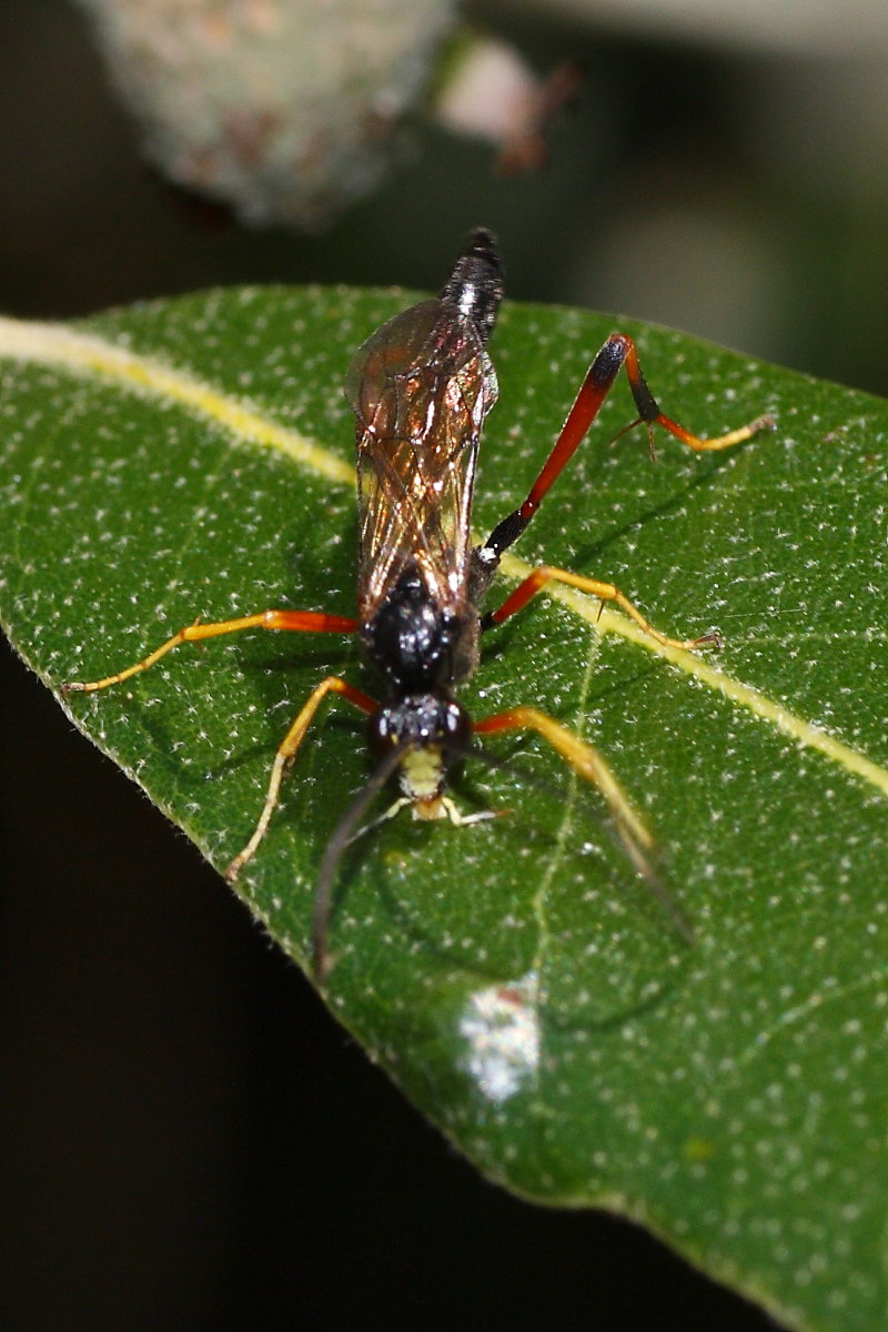 Ichneumonidae da identificare