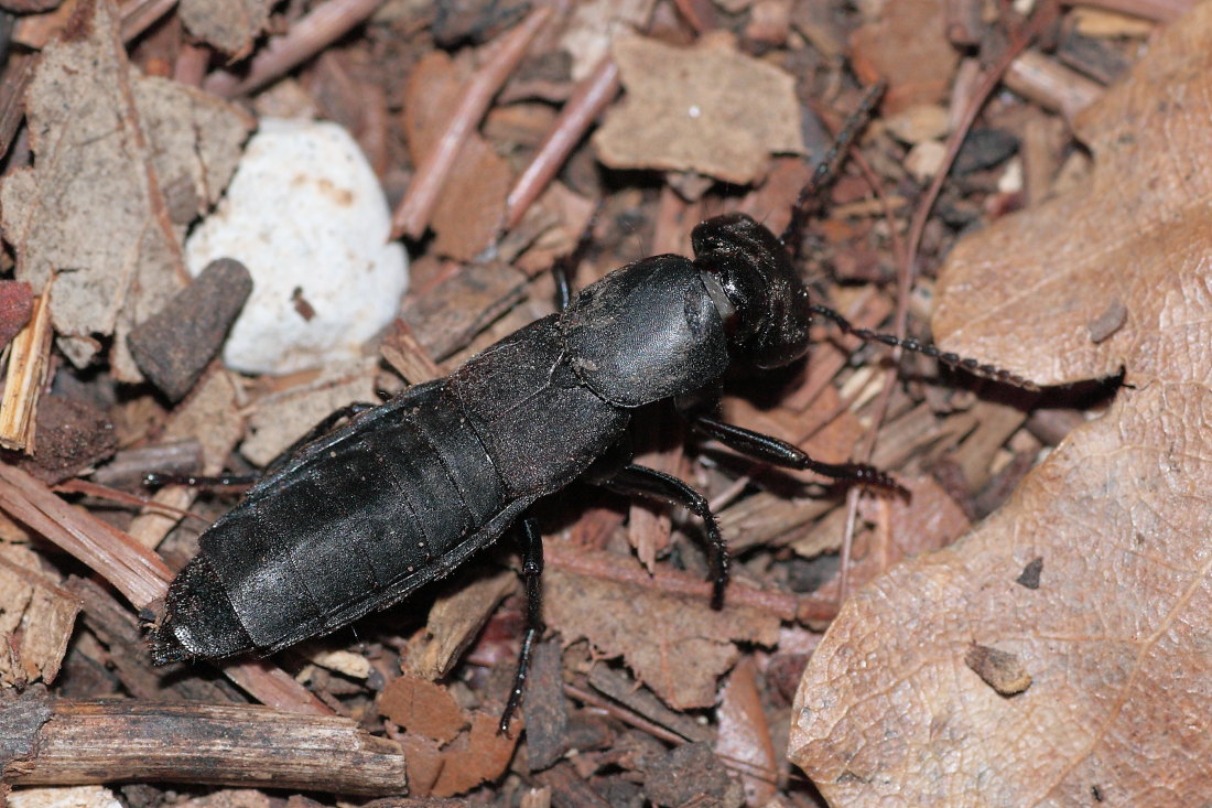 Ocypus olens