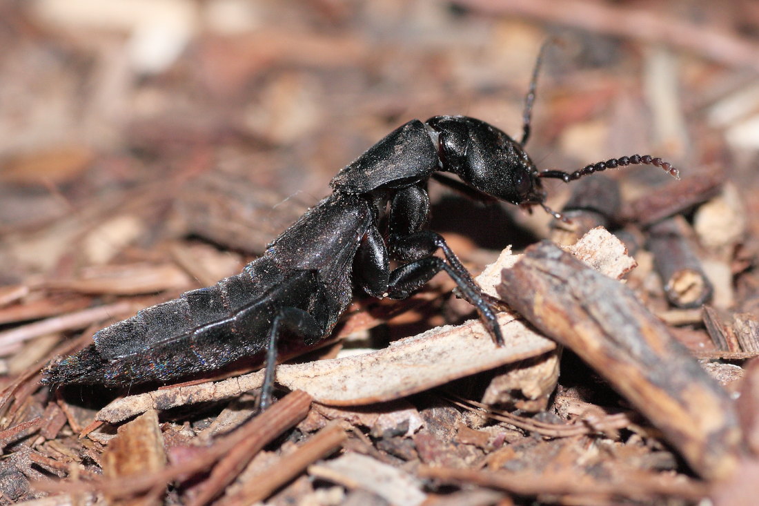 Ocypus olens