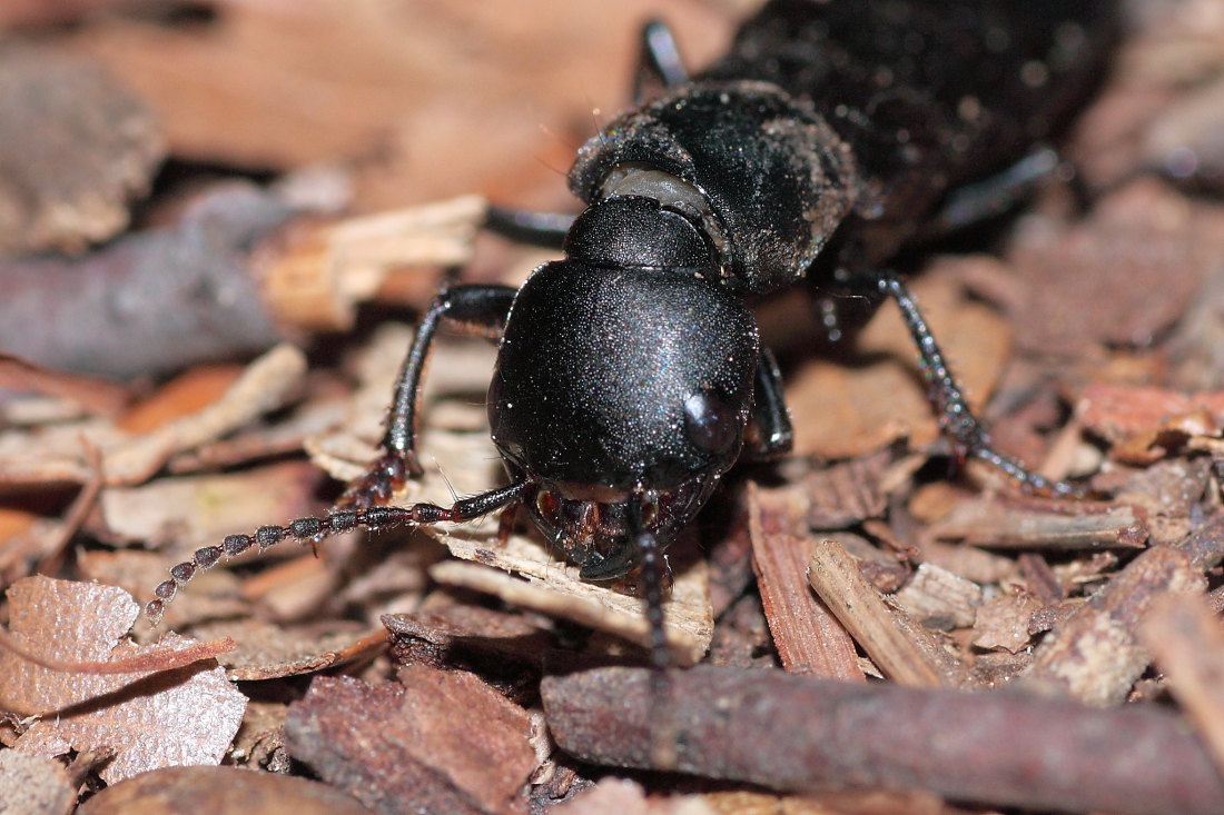 Ocypus olens