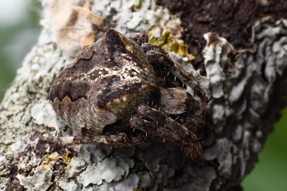 Araneus sp. (A. angulatus o A. circe)