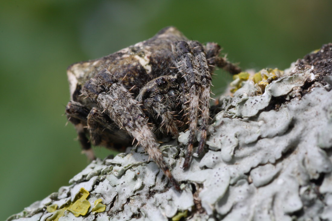 Araneus sp. (A. angulatus o A. circe)