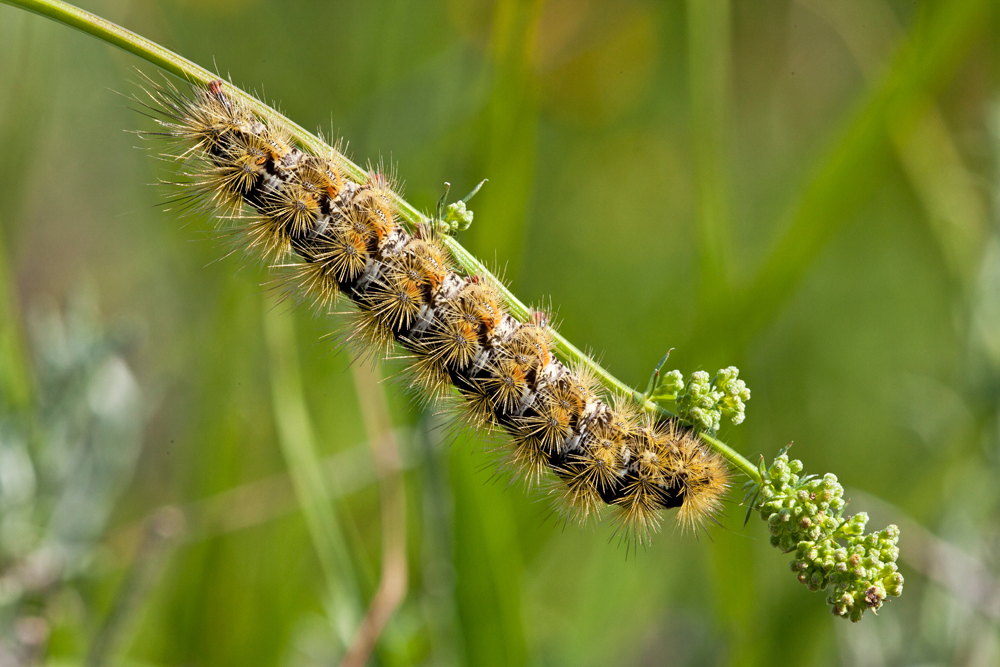 Bruco da identificare - Rhyparia  purpurata