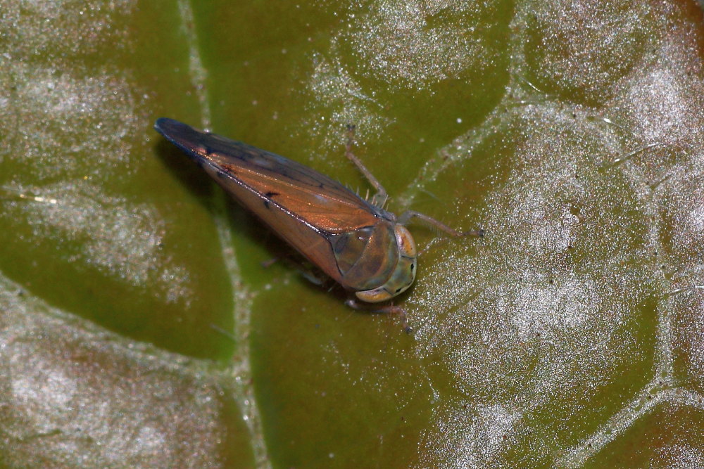 Anoplotettix fuscovenosus