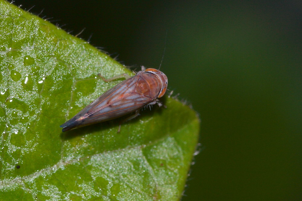 Cicalina da isentificare 2
