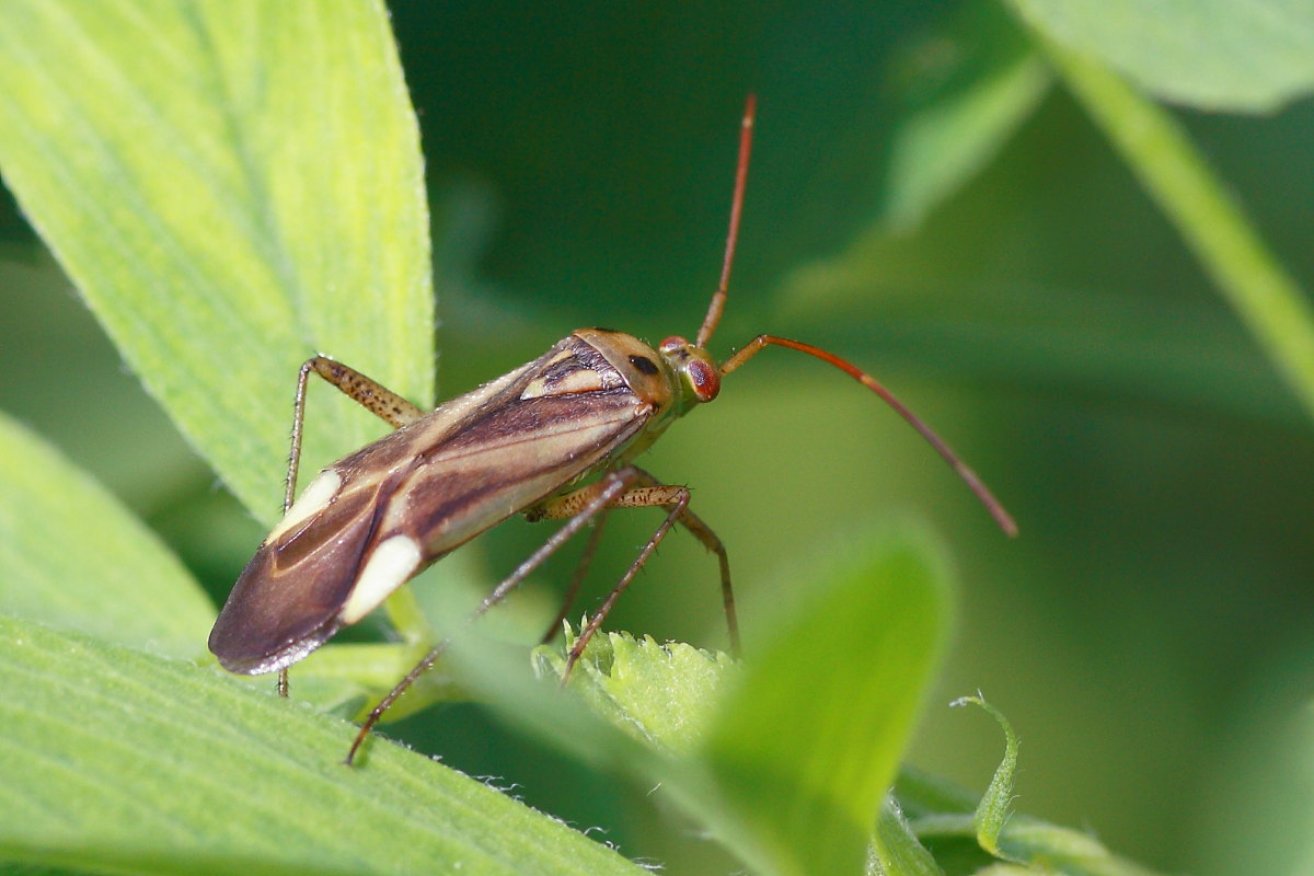 Miridae: Adelphocoris lineolatus delle Marche (AN)