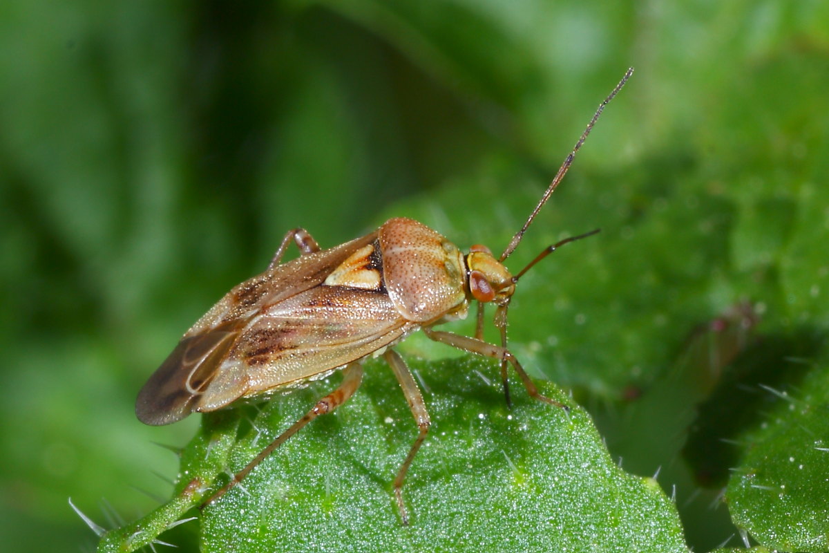 Mirida. Lygus rugulipennis delle Marche (AN)
