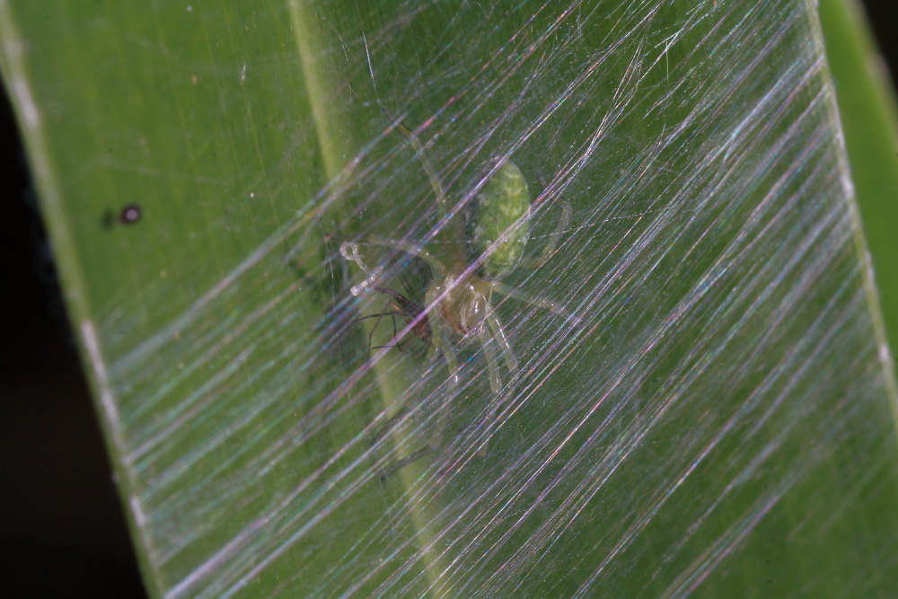Nigma walckenaeri