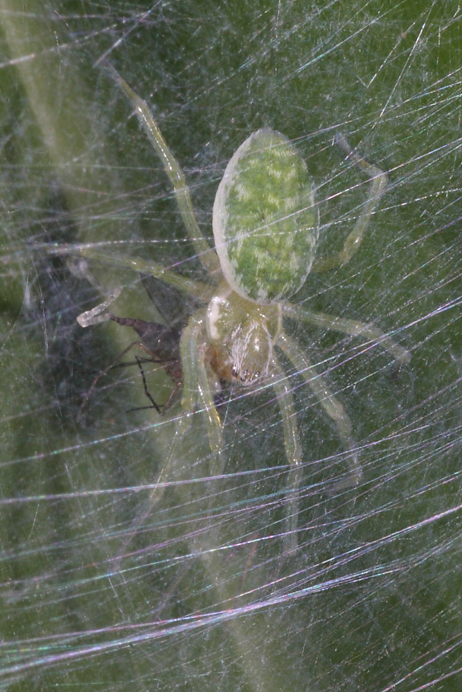Nigma walckenaeri
