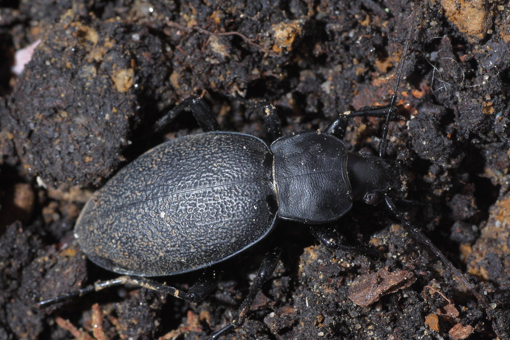 Carabus (Procrustes) coriaceus