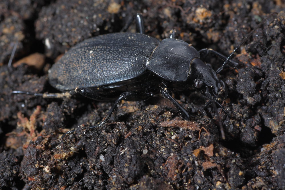 Carabus (Procrustes) coriaceus