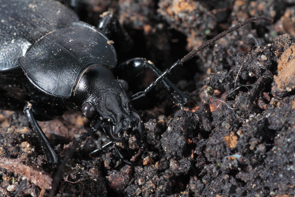 Carabus (Procrustes) coriaceus