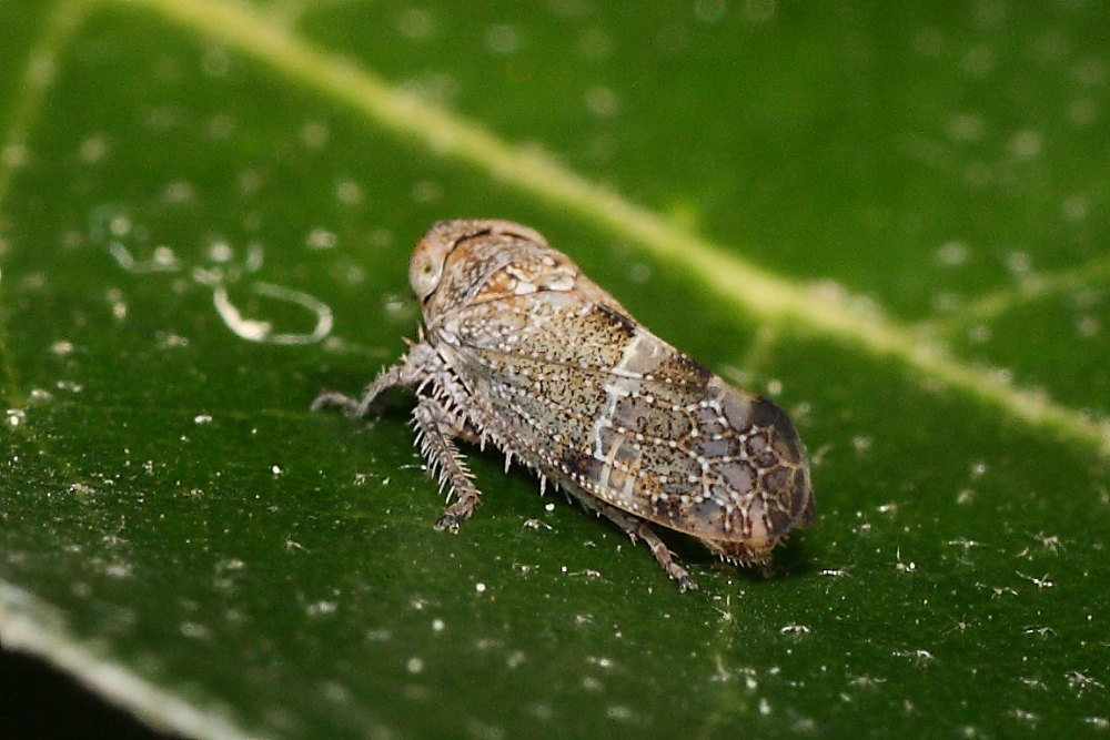 Cicadellidae: Stegelytra cfr. erythroneura dalle  Marche