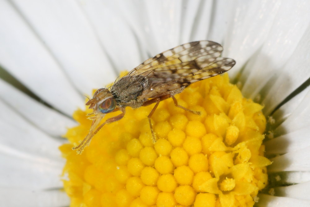 Ditteri autunnali da identificare 4