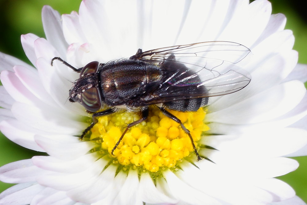 Ditteri autunnali da identificare 5