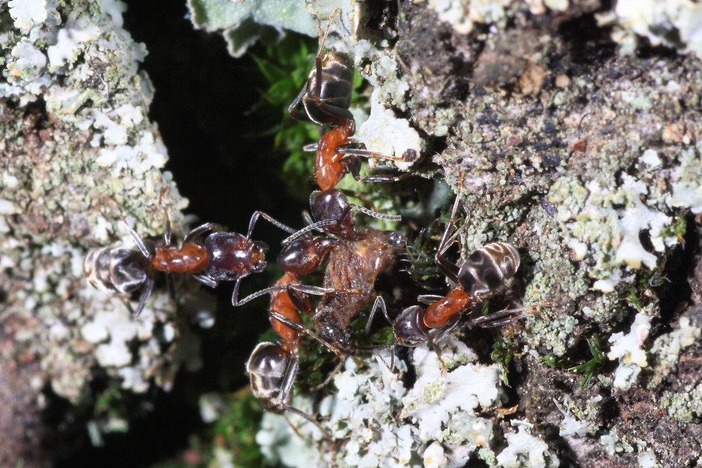 Liometopum microcephalum (Formicidae) - Agugliano (AN)