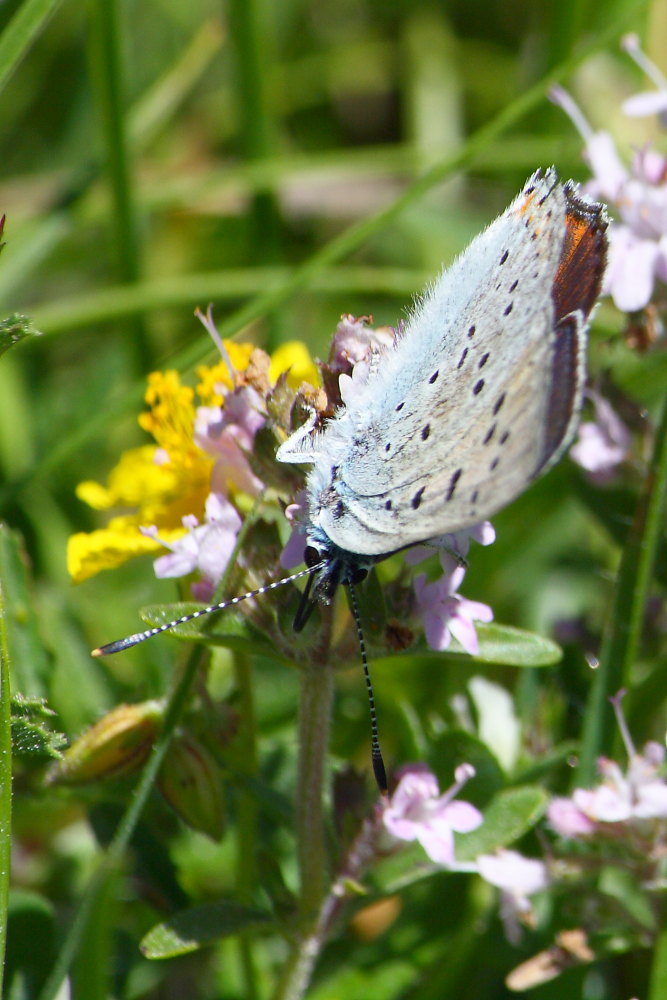 Lycaena italica ?