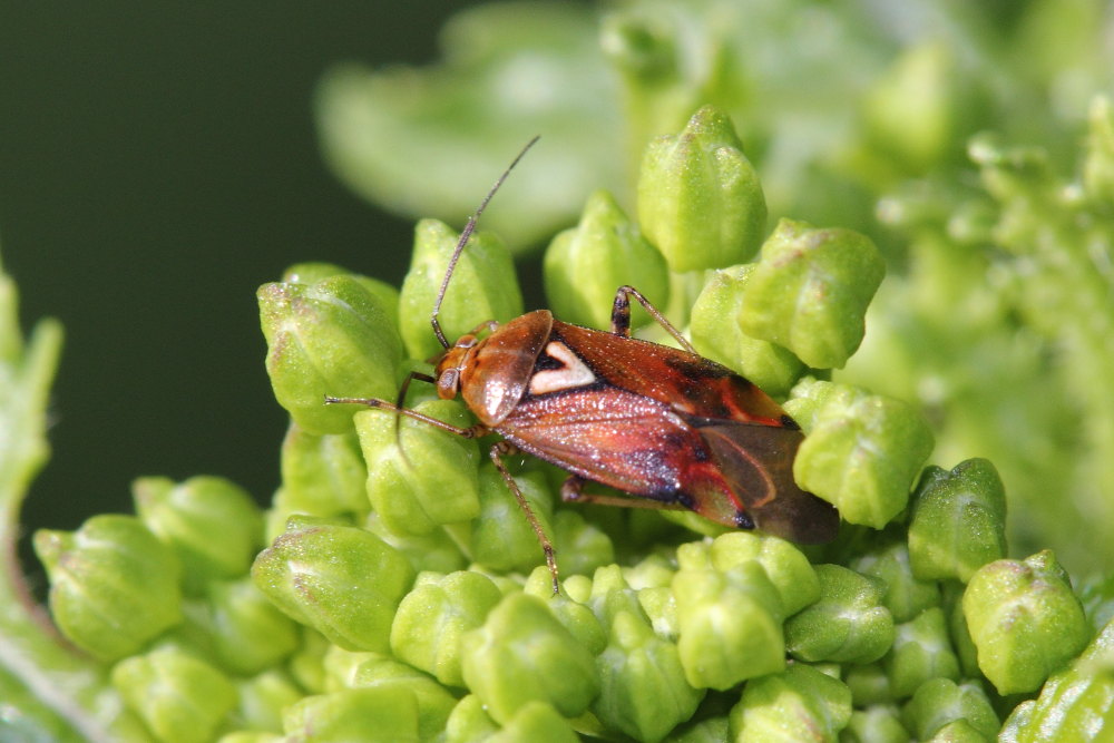 Miridae: Lygus cf pratensis delle Marche (AN)