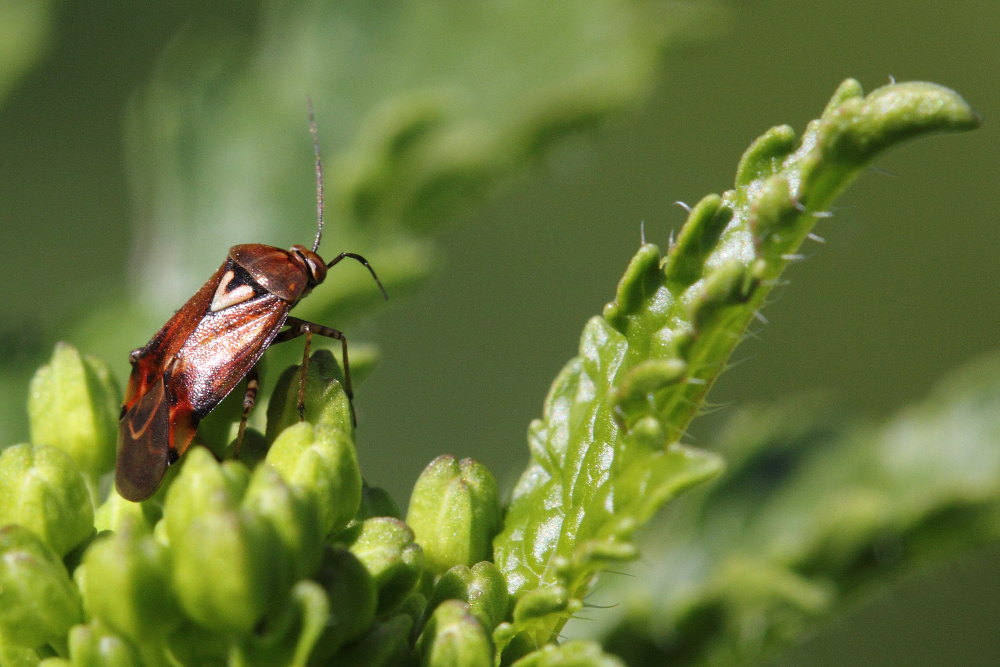 Miridae: Lygus cf pratensis delle Marche (AN)