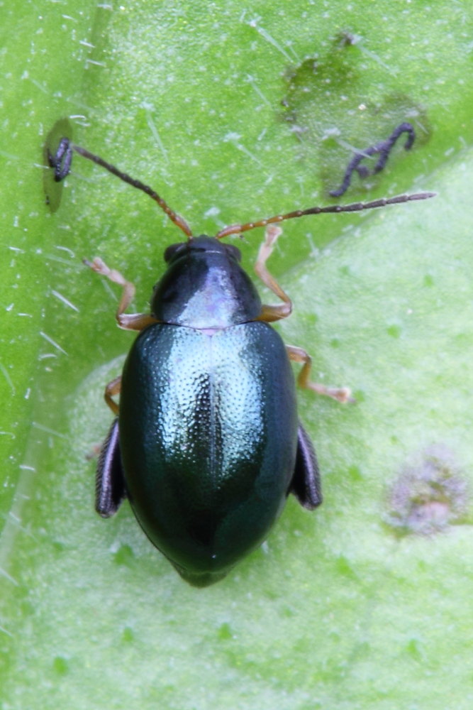 Chrysomelidae (Longitarsus?)