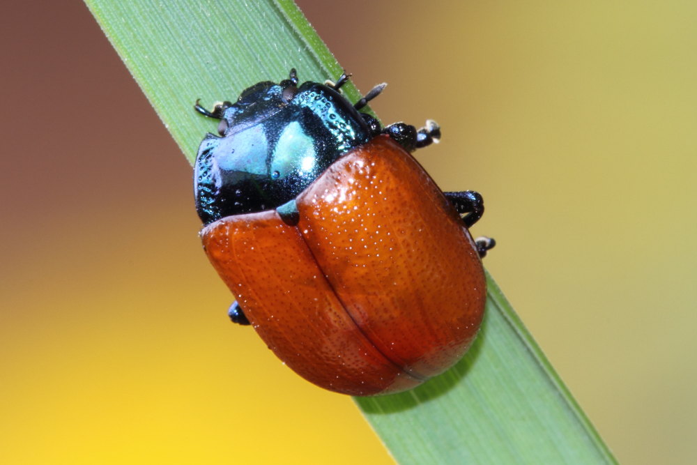 Chrysolina grossa ?