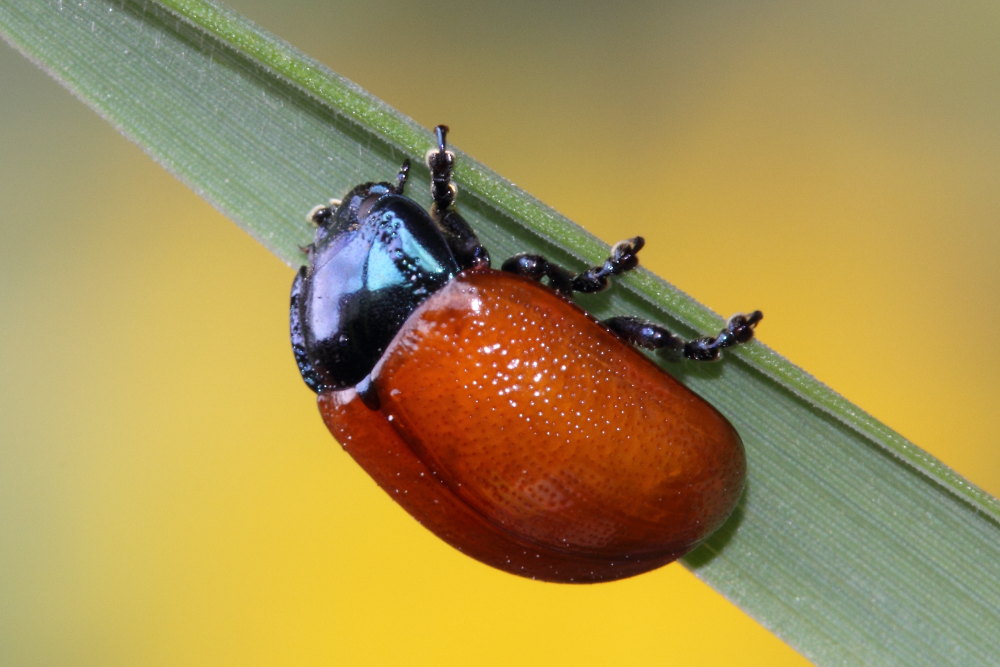 Chrysolina grossa ?
