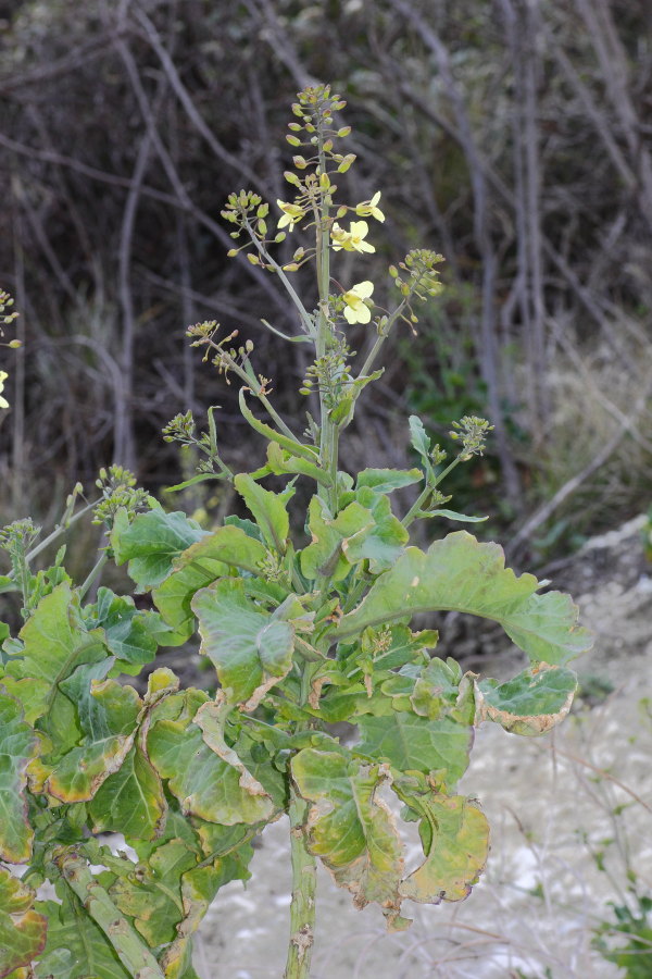 Brassica montana
