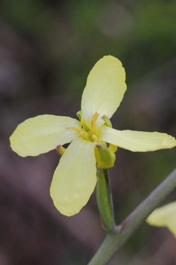 Brassica montana