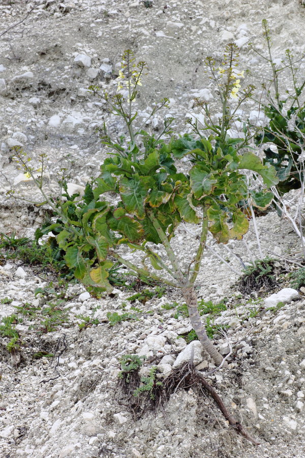 Brassica montana