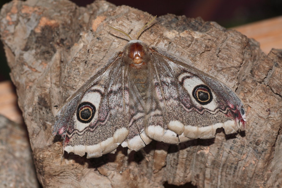 Saturnia pavoniella - ciclo vitale