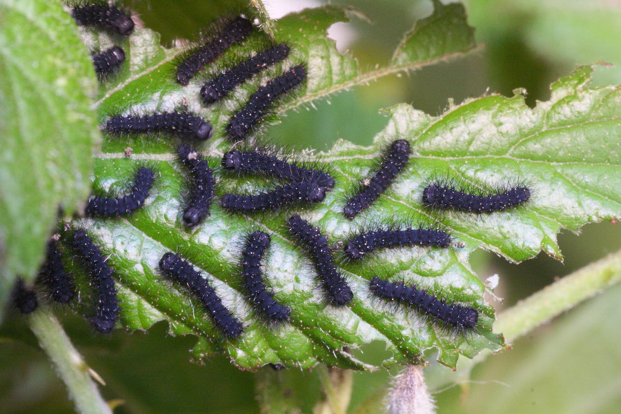 Saturnia pavoniella - ciclo vitale