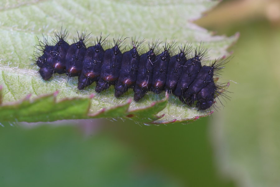 Saturnia pavoniella - ciclo vitale