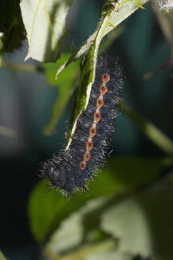 Saturnia pavoniella - ciclo vitale