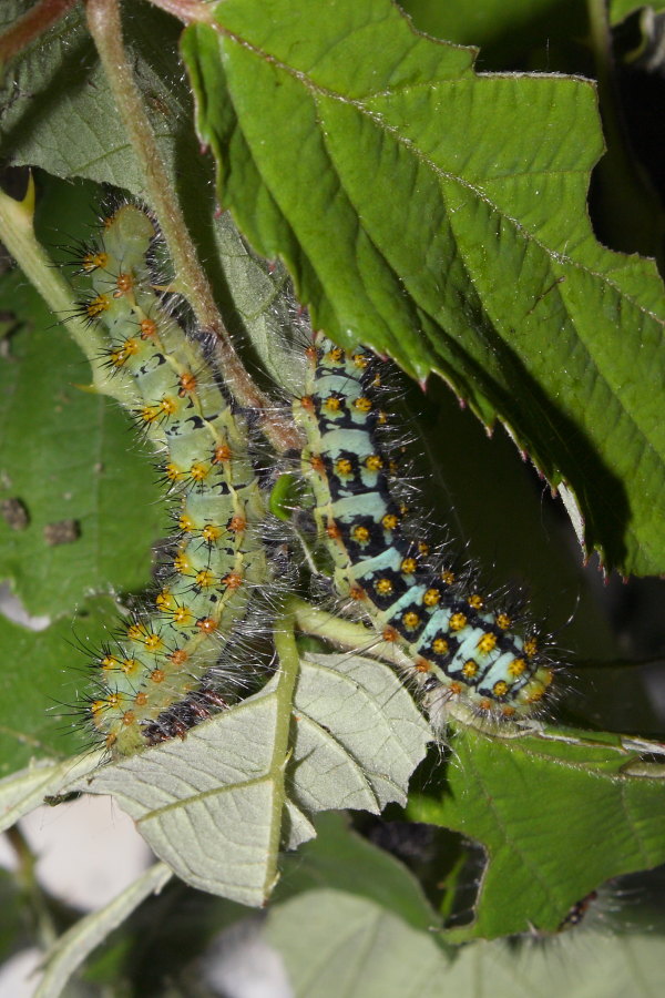 Saturnia pavoniella - ciclo vitale