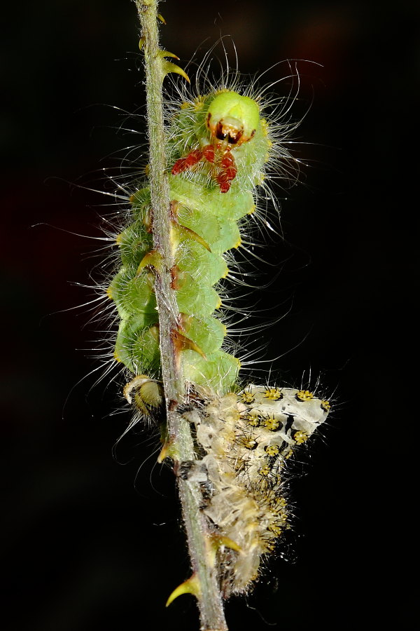 Saturnia pavoniella - ciclo vitale