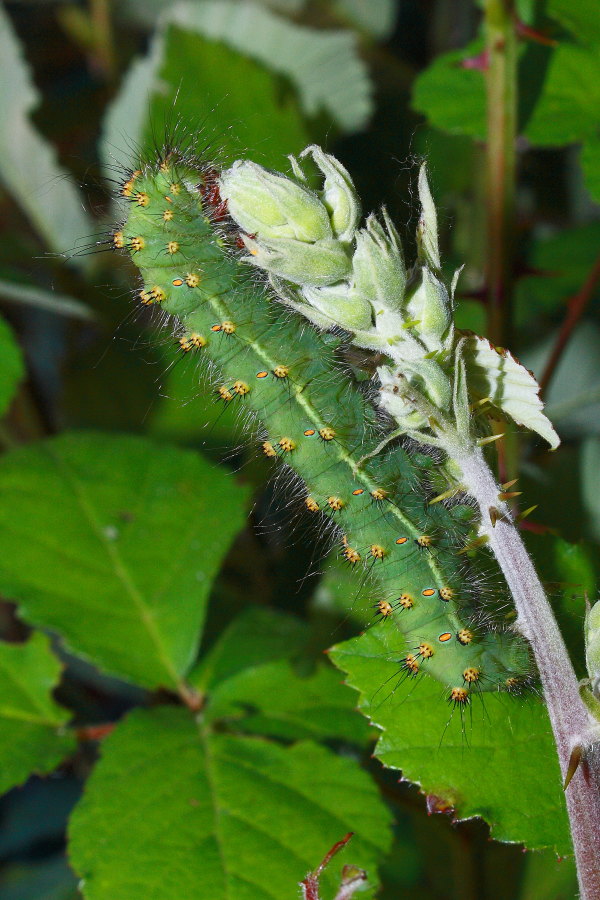 Saturnia pavoniella - ciclo vitale