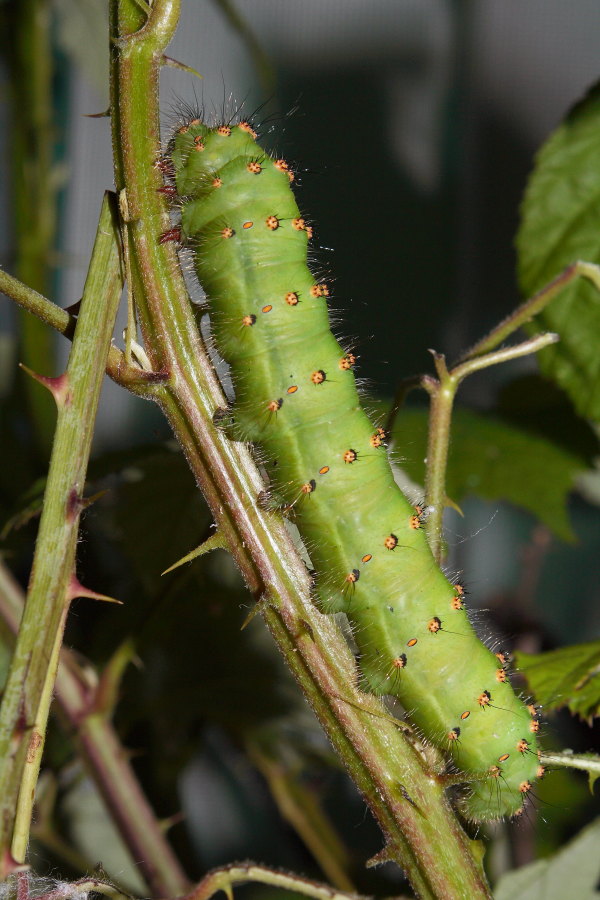 Saturnia pavoniella - ciclo vitale